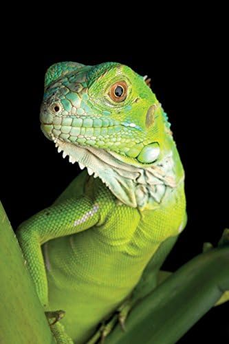 Green Iguana Notebook & Journal. Productivity Work Planner & Idea Notepad: Brainstorm Thoughts, Self Discovery, To Do List Paperback – Import, 20 Nov 2016