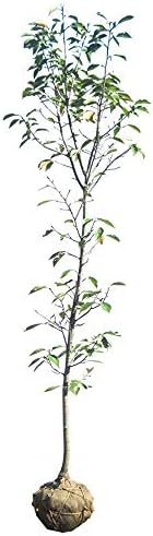 大型商品 桜 サクラ ヨウコウザクラ 陽光桜 Outlet Sale 樹高2 5m前後 シンボルツリー 落葉樹 露地苗