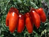David's Garden Seeds Tomato Paste San Marzano D598GBV (Red) 50 Organic Heirloom Seeds