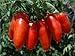 David's Garden Seeds Tomato Paste San Marzano D598GBV (Red) 50 Organic Heirloom Seeds