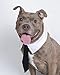 VEDEM Dog Necktie Pet Tuxedo Cotton Collar with Black Tie for Small Medium and Large Dogs (M)