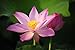 3D Jelly Cake Tools specially -Type 13 - Lotus flower - 5 pcs/set