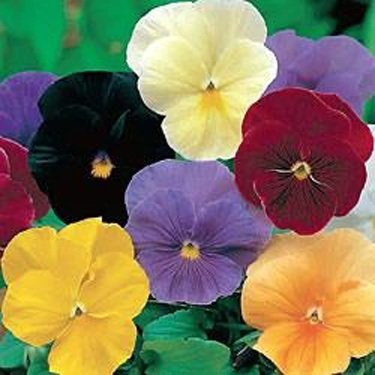 Outsidepride Clear Mix Viola Pansy Seeds for Planting - 1,000 Pcs. Biennials, Trailing, Cold-Hardy & Pollinator Friendly Flowers with Fragrant Blooms for Garden Beds, Borders & Container Displays