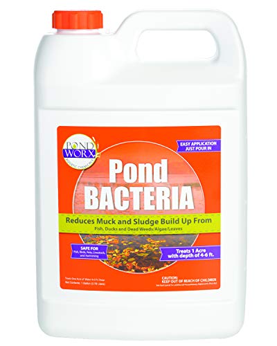 PondWorx Pond Bacteria - Formulated for Large Ponds, Water Features and Safe for Koi - 1 Gallon