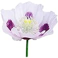 Blue Moon Poppy Seeds - Approximately 2000 Seeds