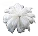 White Ostrich Feathers for centerpieces 12-15