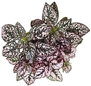 1 Very Gorgeous Hypoestes 'Pink' (Polka Dot) 4" Pot Live Plant