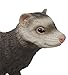 Toob Safari Incredible Creatures Ferret Miniature (Multicolor)