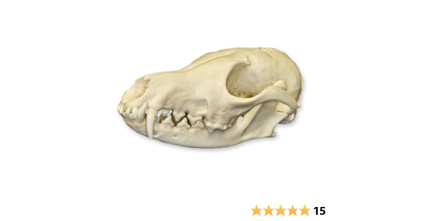 Real Red Fox Skull Perfect Animal Anatomical Models Amazon Com Industrial Scientific