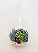 Bliss Gardens Mini Air Plant Terrarium Kit 5" Teardrop Glass / Blue Moss / White Sand / Tiger's Eye Stone