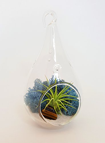 Bliss Gardens Mini Air Plant Terrarium Kit 5