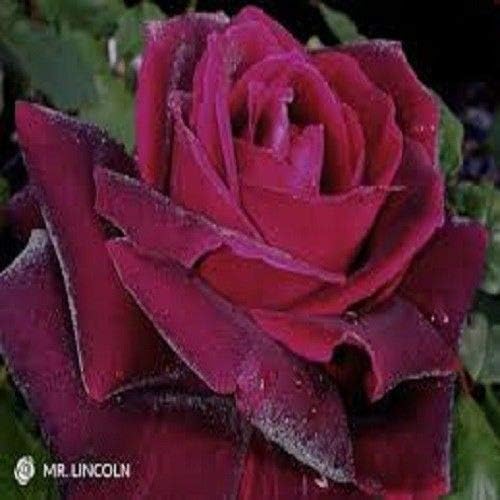 Go Garden 20 Monsieur Lincoln Rose Seeds Usa Ships Kostenlos Amazon De Garten