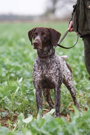German Shorthaired Pointer Blank Dog Greeting Card By Amazon Co