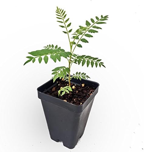 Blue Jacaranda Seedling in 2.5 inch pot - Not Seeds