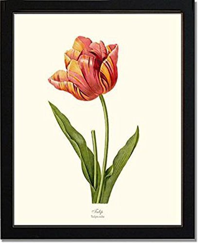 Amazon.com: Vintage Botanical Flower Art Print: Tulip (Redouté): Handmade