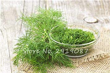 ASTONISH Seeds: 9: 100Pcs EU Fragrant Bulb Fennel Seeds Organic Vegetable Cooking SPS Anise Flavor Use in Soups, Salads, Stir-Fries 9 - Thumbnail 4