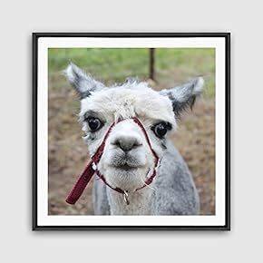Framed Canvas Wall Art Alpaca Canvas Prints Home Artwork Decoration for Living Room,Bedroom - 16x16 inches