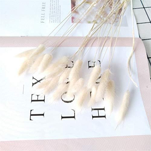 Luosanhe 20pcs Natural Dried Flowers Lagurus White Artificial Flowers Colorful Fake Rabbit Tail Grass Ovatus Foxtail Bouquet Long Bunches (Color : White)