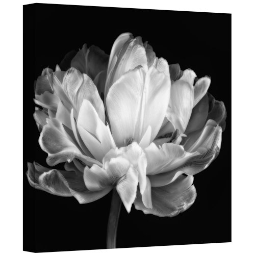 ArtWallTulipa Double Black and White II' Gallery Wrapped Canvas Art by Cora Niele, 24 by 24"