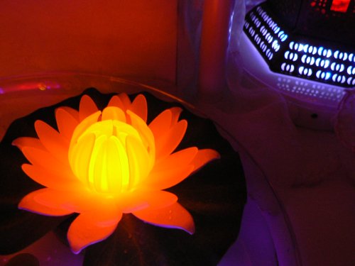 Fortune Products GL-301-ABW Glow Lily Light, 5-1/2" Width x 1-3/4" Height