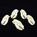 fox Skull Taxidermy supplies art bone vet medicine 1:1