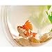 RuiyiF Fish Tank Wall Mounted, Wall Hanging Acrylic Fish Bowl Small Aquarium for Beta Fish Goldfish Home Decor Size 6 Inchthumb 2