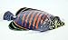 XL Handpainted Tropical Fish Replica Wall Plaque - Purple, 7