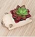Cuteforyou Succulent Pots,Cute Dog Shaped Flower Planters, Pencil Holders,Desk Accessories, Makeup Brush Storage Stand,Kitchen Utensils & Gadgets -Plants Not in Included (Pug)