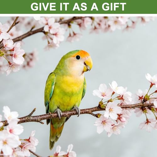Nzkeuf Bird Shower Budgie, Budgie Shower, Automatic Bird Bath with Pump, Quiet Tub, Bird Bath with Circulation Tap for Parrots and Small Birds (Green)
