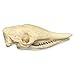 Real Nine-Banded Armadillo Skull A Quality Skull Only