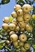 Asian Pear Cocktail Tree Self Pollinating NO SHIPPING TO CA, AZ, AK, HI, OR or WA PER YOUR STATE LAWS
