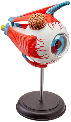 Tedco Human Anatomy - Eyeball Anatomy Model