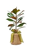 Southern Magnolia Sympathy Gift Tree by The Magnolia Company - Get Beautiful and Fragrant Flowers on Lush
