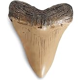 Fossilized Teeth and Claws of Various Prehistoric Dinosaurs, Megalodon Shark Teeth, and High-Fidelity Replicas (Megalodon Shark Tooth.)