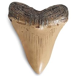 Fossilized Teeth and Claws of Various Prehistoric