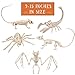 Halloween Animal Skeleton 5 Pack Decorations-9