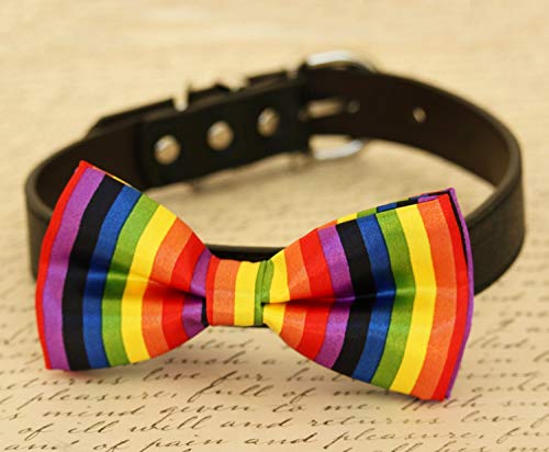 rainbow dog accessories