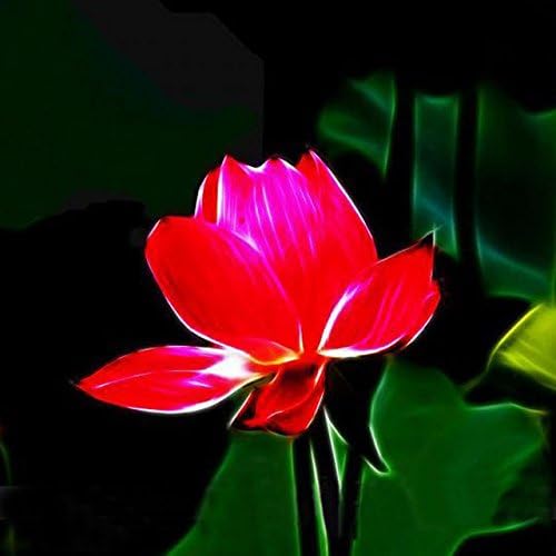 Amazon Com Solution Seeds Farm Heirloom Super Red Nelumbo Nucifera Lotus Flower Bonsai Seeds Professional Pack 1 Seed Pack Indoor Plant Garden Outdoor