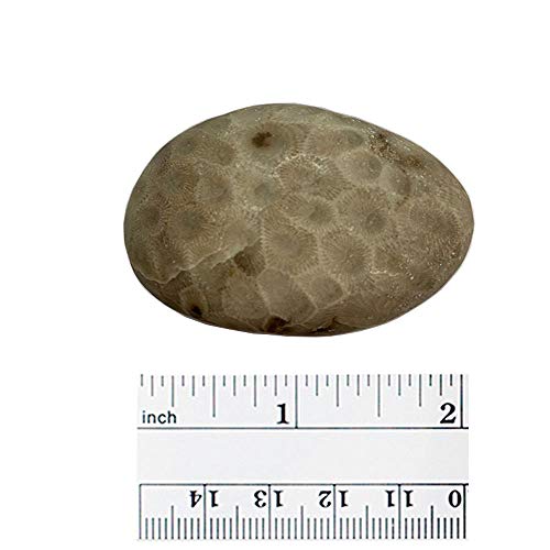 5 Petoskey+Stone+Polished+Michigan+Natural