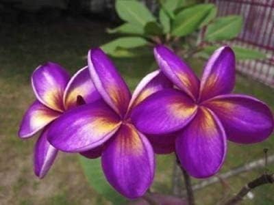 Amazon.com: 5 raras plantas de plumeria color morado y amarillo ...