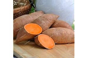 100 pcs/Bag Sweet Potato Flores Vegetables plantas Fresh Food Fruit and Vegetable Garden Supplies Seed Plant for Home Garden 