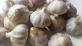 Live Seeds Provence Wight Garlic 30 Cloves for Large Bulbs UK view 4