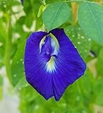 Blue Butterfly Pea Vine Seeds: Rich Royal Blue, Clitoria ternatea, Bunga telang, Edible/Tea and Decorative, Butterfly Garden/Host Plant (24+ Seeds)