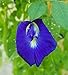Double Blue Butterfly Pea Vine Seeds: Rich Royal Double Blue Flowers, Clitoria ternatea, Bunga telang, Edible/Tea and Decorative, Butterfly Garden/Host Plant (10+ Seeds) from USA!