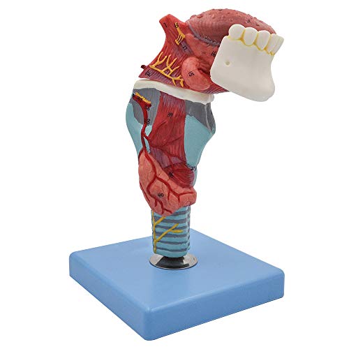 Medical Throat Model Anatomy Skeleton, Magnified Human Larynx Anatomical Models with Tongue