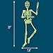 alesTOY 3ft Pose-N-Stay, Glow-in-The-Dark Skeleton for Halloween Party Favors Props and Decorations