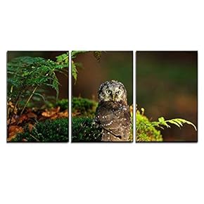Boreal Owl Standing on The Moss in The...