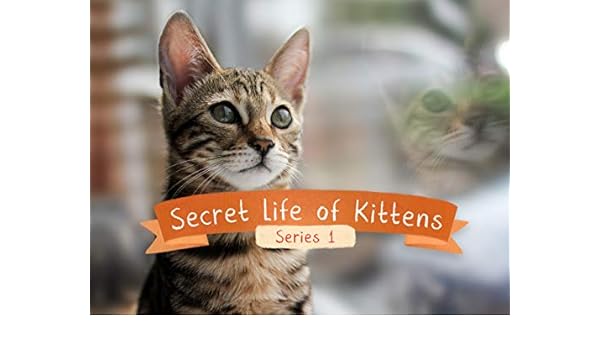 the secret life of kittens