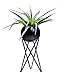 Orimina Pack of 2 Tabletop Standing Air Plant Holder Air Plant Stand Air Plant Container Xerographica Air Plant Holder Air Plant Support Tillandsia Air Plant Stand (Black)thumb 4