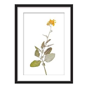 Framed Plant Specimen Yellow Flowers Art in Black...